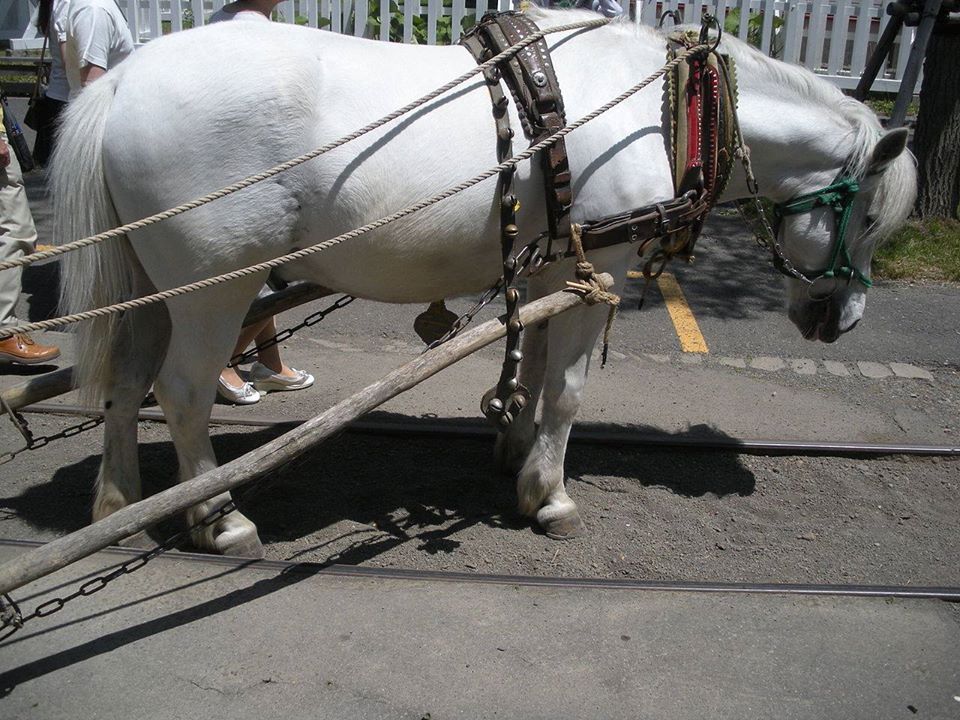 Dosanko / Hokkaido Pony